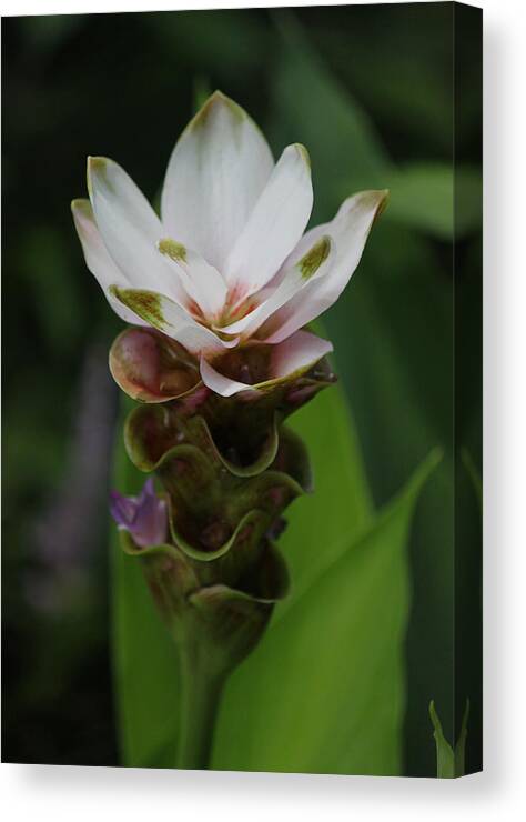 Photograph Canvas Print featuring the photograph Exotic Shade Flower II by Suzanne Gaff