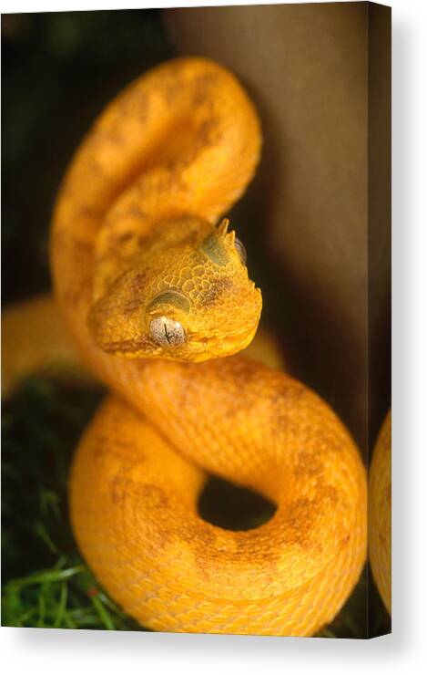 Animal Canvas Print featuring the photograph Eyelash Viper by Steve Cooper