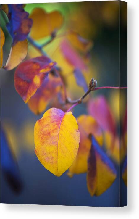 Foliage Canvas Print featuring the photograph Fall Color by Stephen Anderson