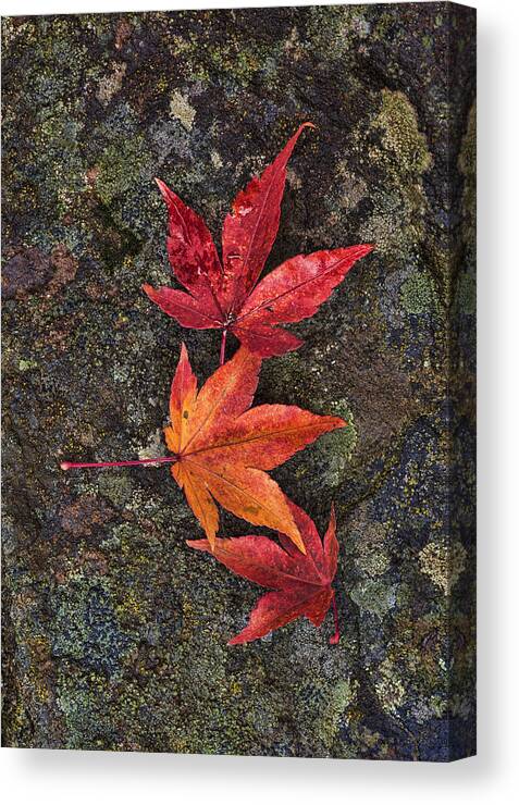 Red Canvas Print featuring the photograph Fall Colors by Paul DeRocker