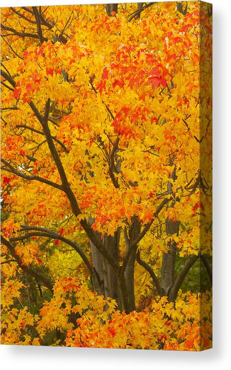 Fall Colors Canvas Print featuring the photograph Fall in Pennsylvania by Paul W Faust - Impressions of Light