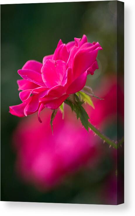Flower Canvas Print featuring the photograph Feeling Pretty by Parker Cunningham