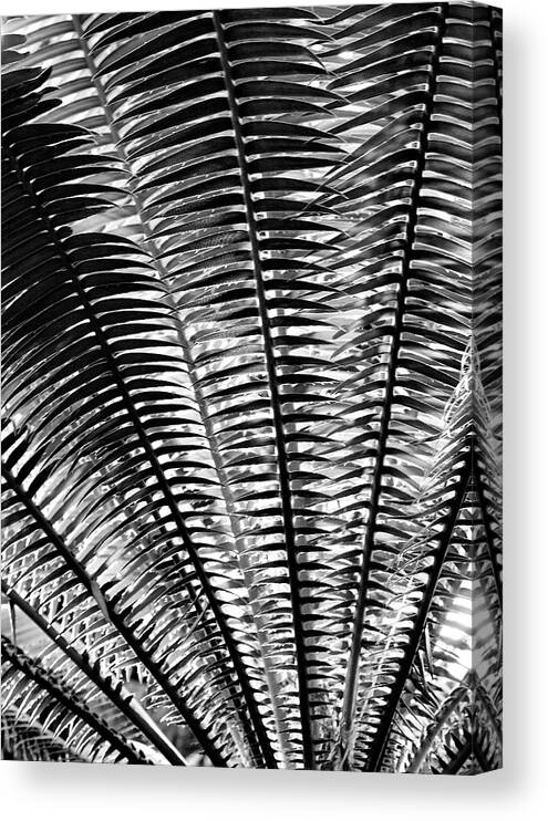 Ferns Canvas Print featuring the photograph Fern Frond by Steven Ainsworth