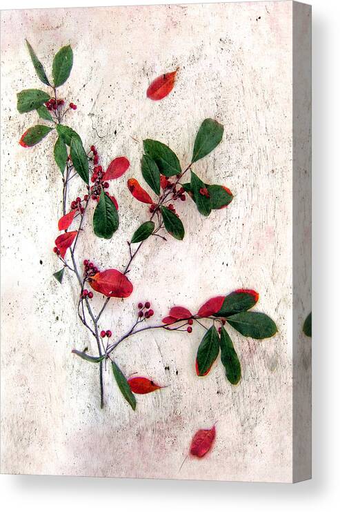 Christmas Canvas Print featuring the photograph Festive Red Berries by Louise Kumpf