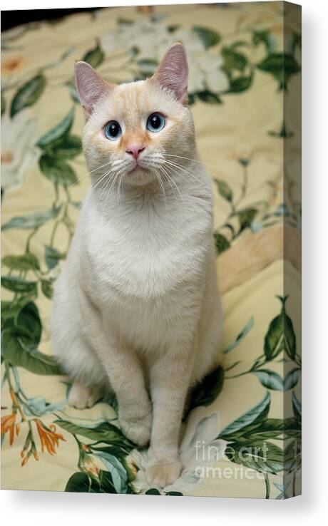 Blue Eyes Canvas Print featuring the photograph Flame Point Siamese Cat by Amy Cicconi