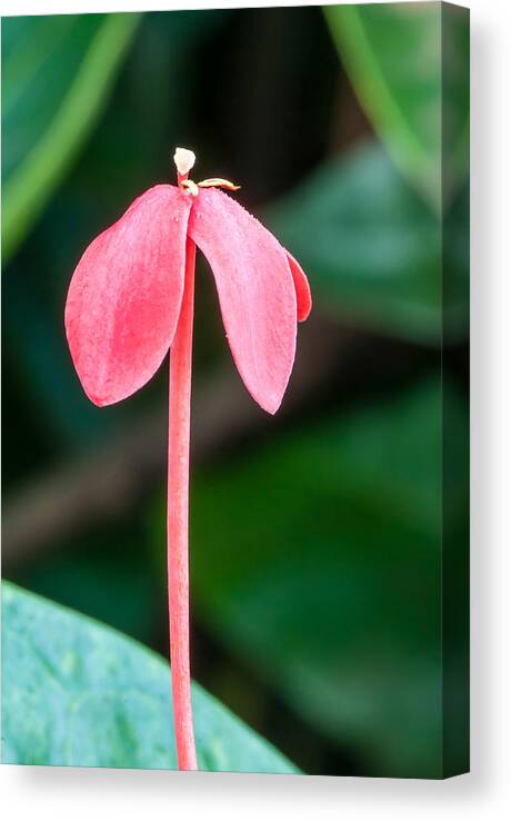 Flower Canvas Print featuring the photograph Floppy Petals by Paul Johnson