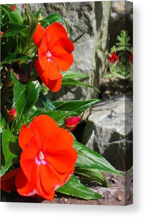 Backyard Canvas Print featuring the photograph Flora 3 by Mary Beth Landis