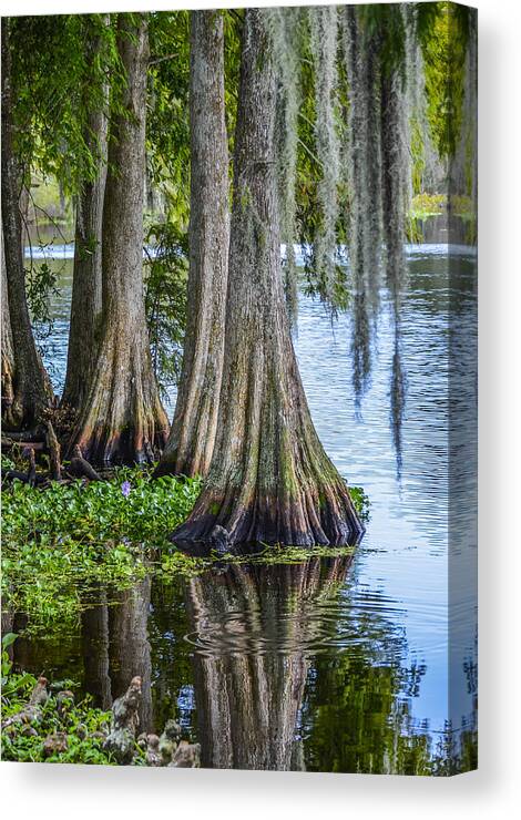 Cypress Trees Canvas Print featuring the photograph Florida Cypress Trees by Carolyn Marshall