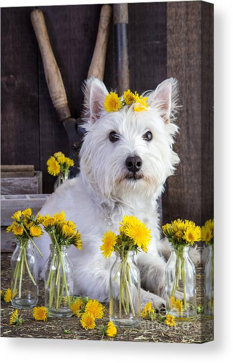 Dog Canvas Print featuring the photograph Flower Child by Edward Fielding