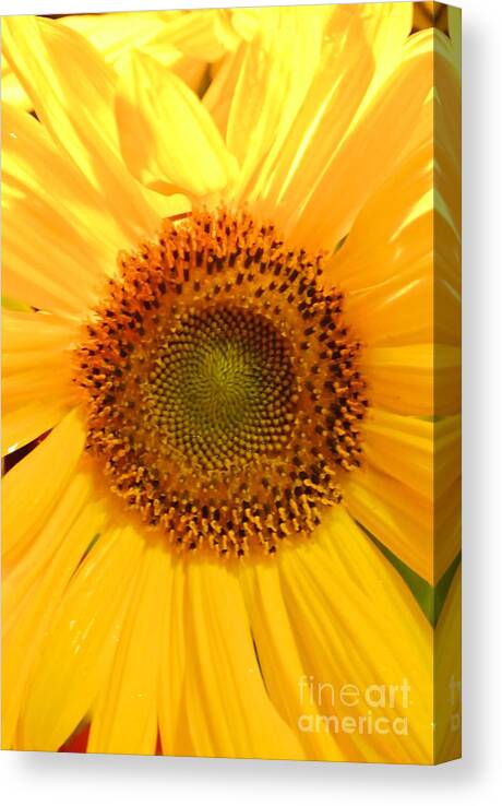  Canvas Print featuring the photograph Flower of the Sun by Sharron Cuthbertson