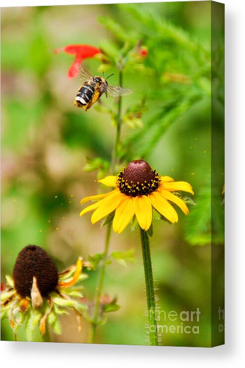 Bee Canvas Print featuring the photograph Flying Pollen by Cheryl McClure