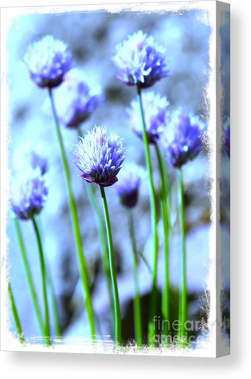 Chive Canvas Print featuring the photograph Focus on One Chive with Border by Carol Groenen