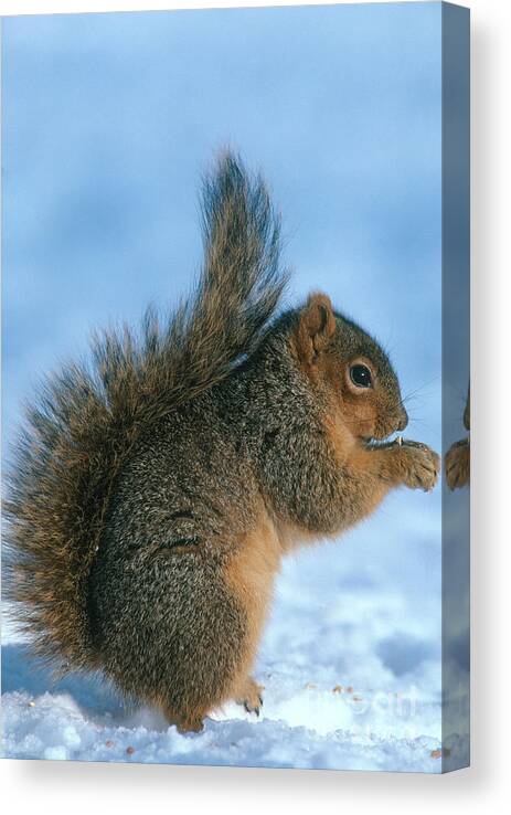 Eastern Fox Squirrel Canvas Print featuring the photograph Fox Squirrel by William H. Mullins