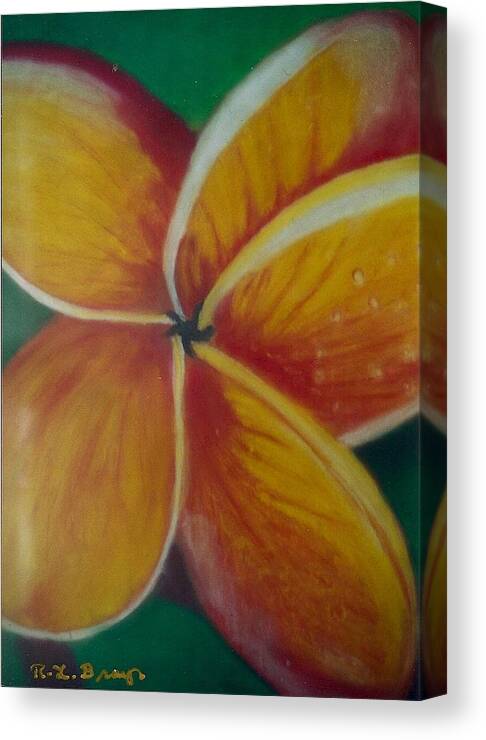 Close Up Of Yellow And Red Flower With Large Petals On Green Background. Canvas Print featuring the painting Frangipani bloom by Robert Bray