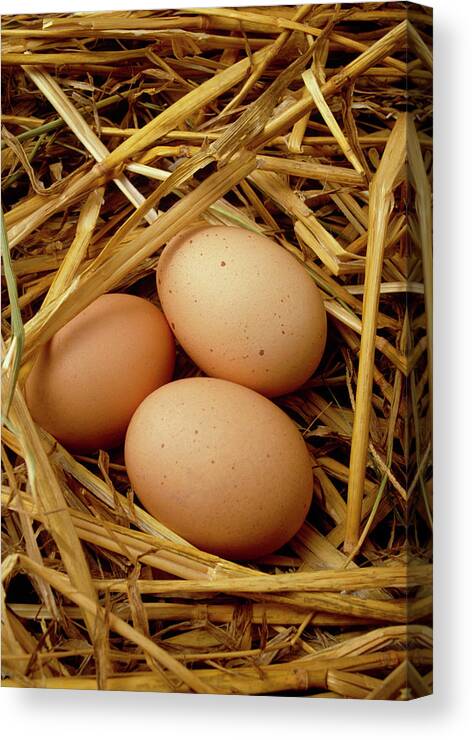 Egg Canvas Print featuring the photograph Free-range Eggs by Tony Craddock/science Photo Library