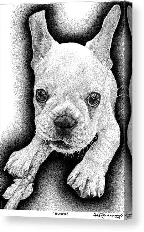 Frenchie Canvas Print featuring the drawing Frenchie by Rob Christensen