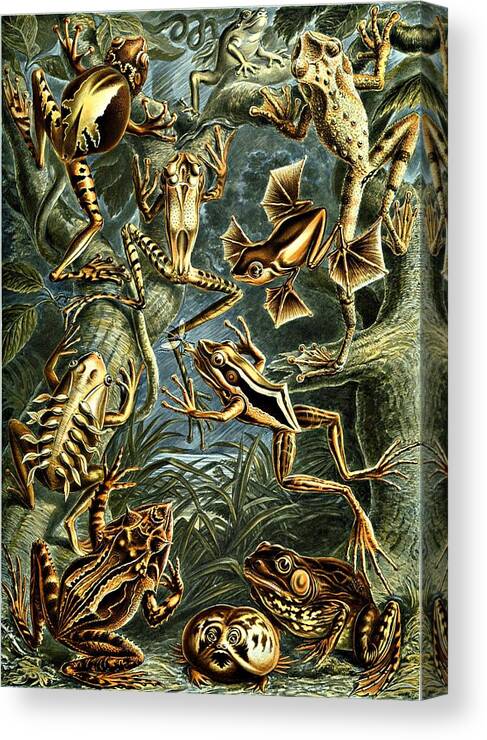 Frogs Canvas Print featuring the digital art Frogs Amphibious Haeckel Batrachia Amphibians by Movie Poster Prints