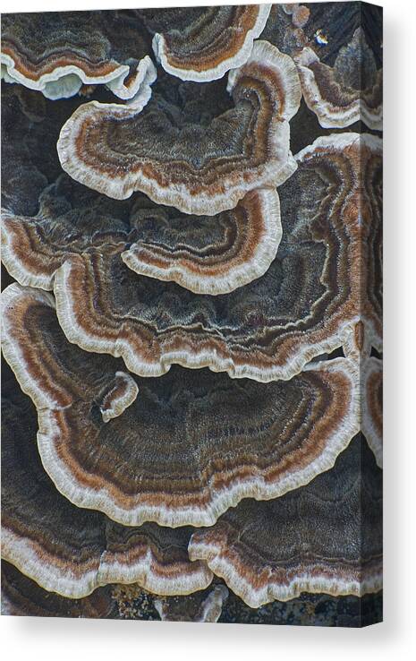 Abstract Canvas Print featuring the photograph Fungal Canyon by Jim Zablotny