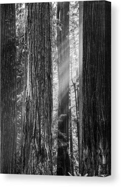Redwood Canvas Print featuring the photograph Future Giants Monochrome by Mark Alder