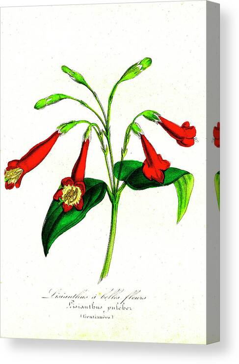 19th Century Canvas Print featuring the photograph Gentian (lisianthus Puleber) by Collection Abecasis/science Photo Library
