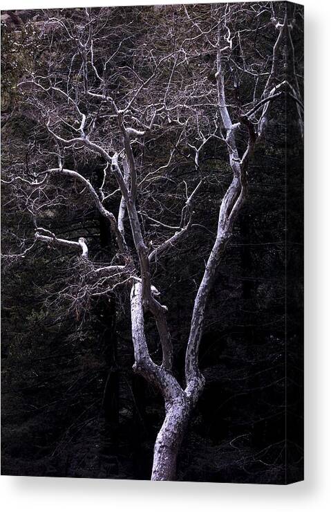 Landscape Canvas Print featuring the photograph Ghost Tree by Kae Cheatham