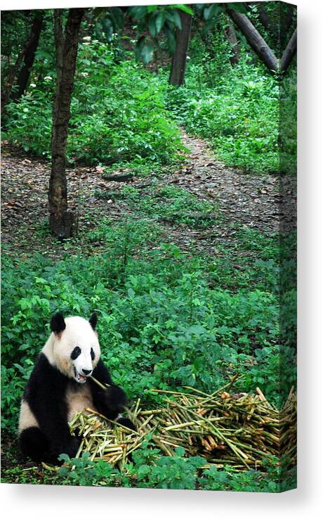Panda Canvas Print featuring the photograph Giant Panda by Photography By Frieda Ryckaert