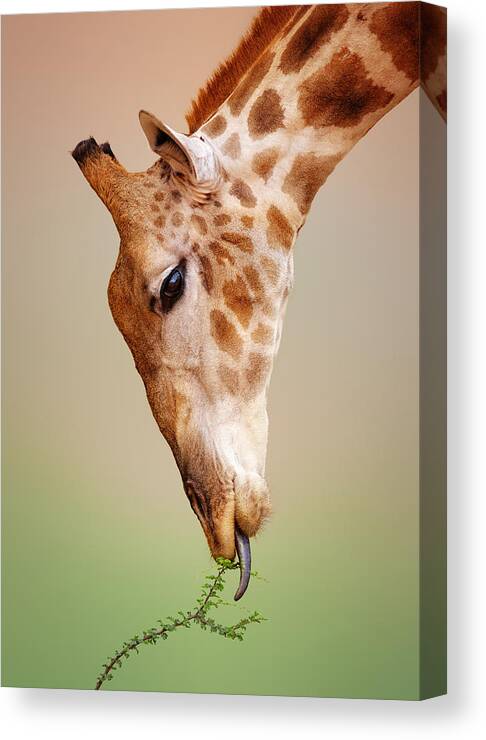 Giraffe Canvas Print featuring the photograph Giraffe eating close-up by Johan Swanepoel
