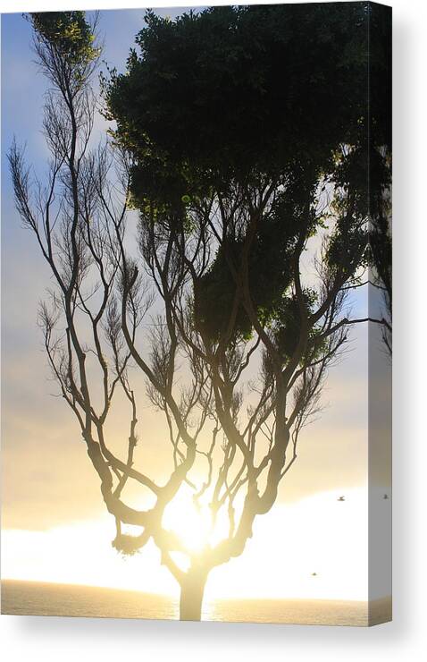 Sunset Canvas Print featuring the photograph Glowing Tree by Daniel Schubarth