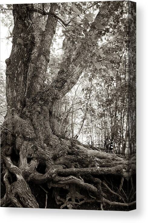 Tree Canvas Print featuring the photograph Gnarled Tree by Mary Lee Dereske