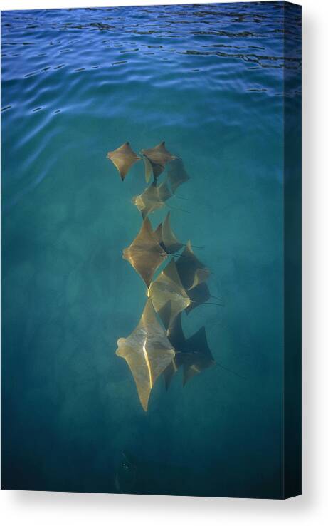 Feb0514 Canvas Print featuring the photograph Golden Cownose Rays Schooling Galapagos by Tui De Roy