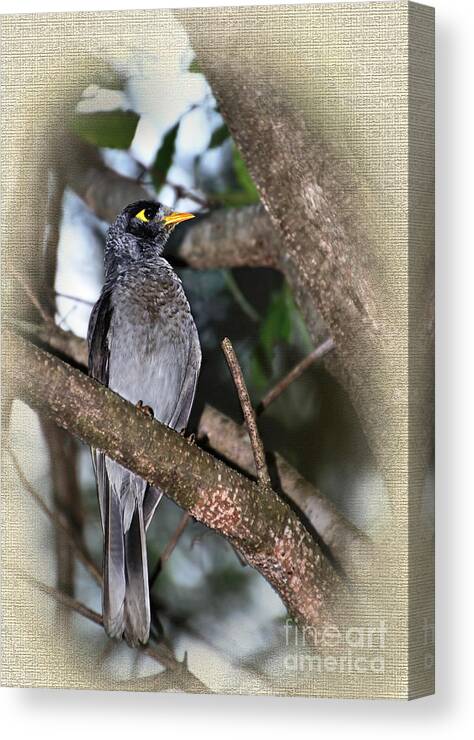 Photography Canvas Print featuring the photograph Golden Eye by Kaye Menner