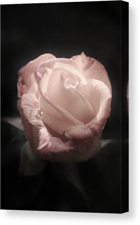 Rose Canvas Print featuring the photograph Gothic Rose by Joe Bull