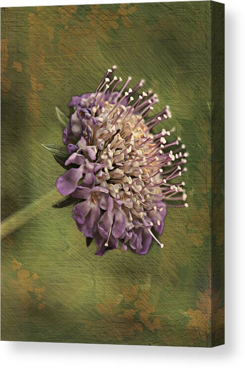 Flower Canvas Print featuring the photograph Grandma's Violet Blossom by Bill and Linda Tiepelman