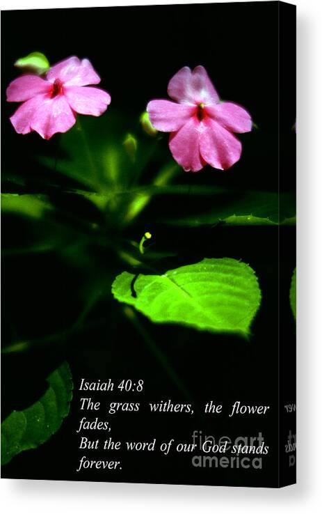 Scripture Canvas Print featuring the photograph Grass Withers Flowers Fade by Thomas R Fletcher