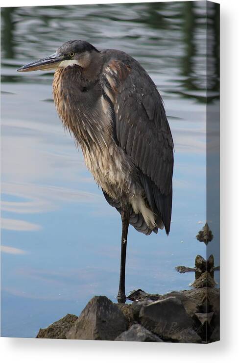 Ornithology Canvas Print featuring the photograph Great Blue Heron at Deep Water Lagoon by Robert Banach