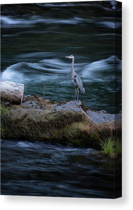 Great Blue Heron Canvas Print featuring the photograph Great Blue Heron by Belinda Greb