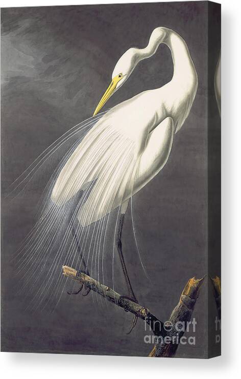 Audubon Watercolors Canvas Print featuring the painting Great Egret by Celestial Images