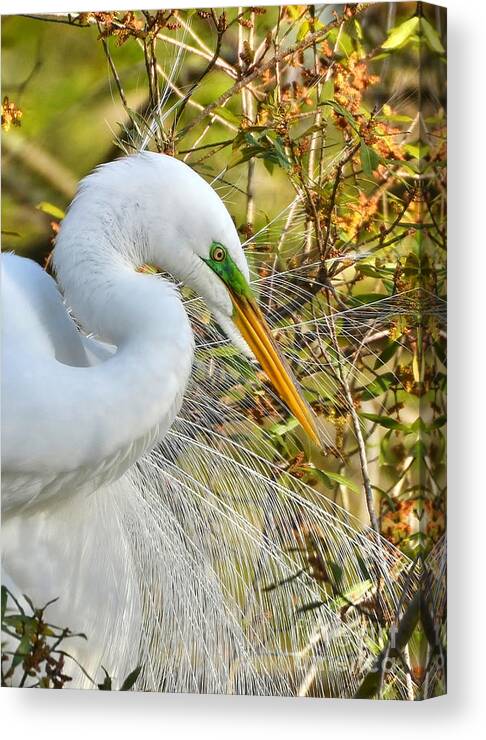 Birds Canvas Print featuring the photograph Great White Egret Portrait by Kathy Baccari