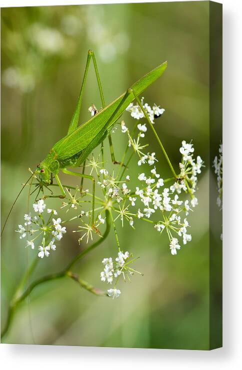 Grasshopper Canvas Print featuring the photograph Green Grasshopper by Andreas Berthold