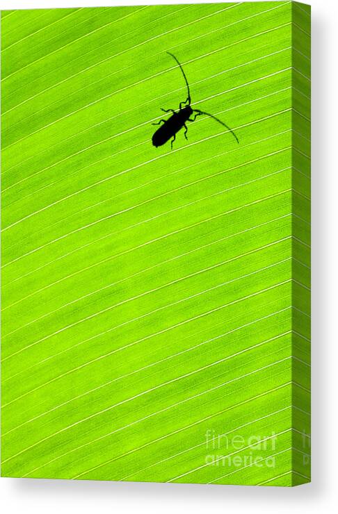 Costa Rica Canvas Print featuring the photograph Green leaf background with a bug by Anna Om
