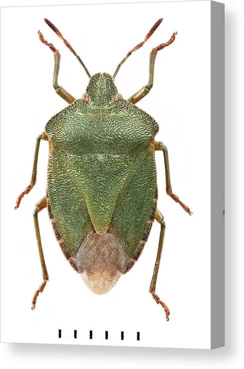 Animal Canvas Print featuring the photograph Green Shield Bug by Natural History Museum, London