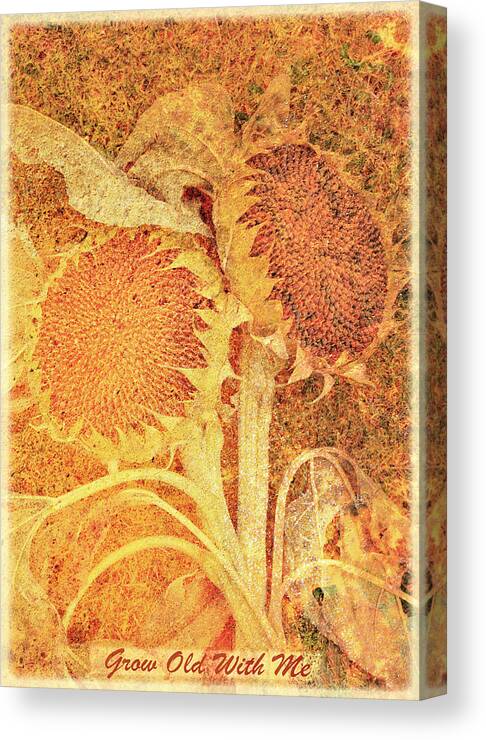 Sunflowers Canvas Print featuring the photograph Grow Old With Me by Mal Bray