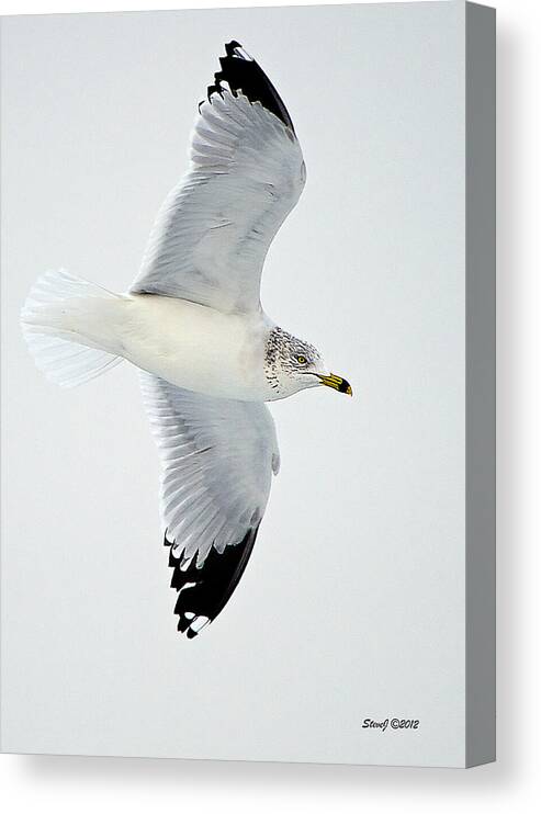 Gull Canvas Print featuring the photograph Gull Fly-By by Stephen Johnson