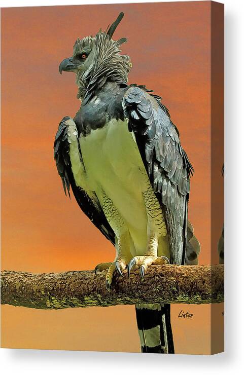 Harpy Eagle Canvas Print featuring the digital art Harpy Eagle 2 by Larry Linton