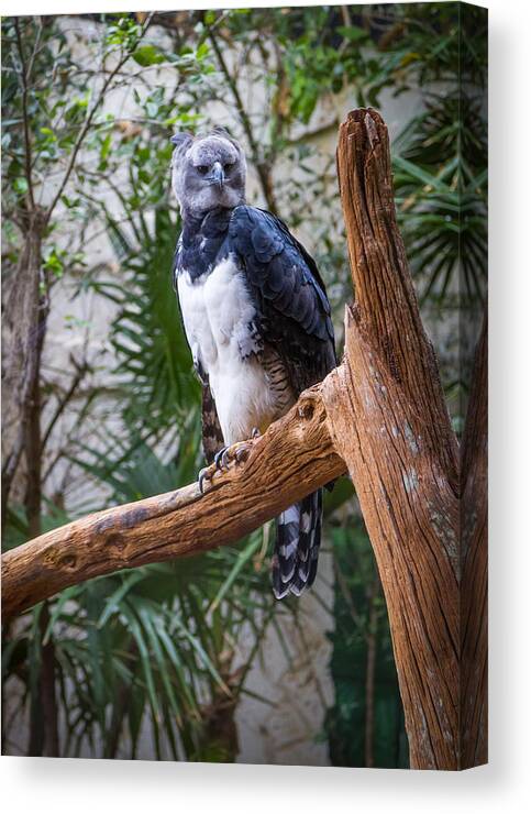 Predator Canvas Print featuring the photograph Harpy Eagle by Ken Stanback