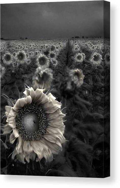 Featured Art Canvas Print featuring the photograph Haunting Sunflower fields 1 by Dave Dilli