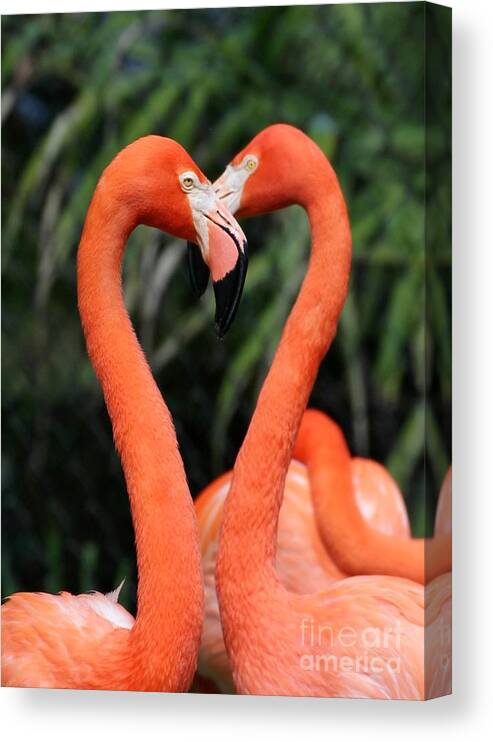 Flamingo Canvas Print featuring the photograph Heart to Heart Flamingo's by Sabrina L Ryan