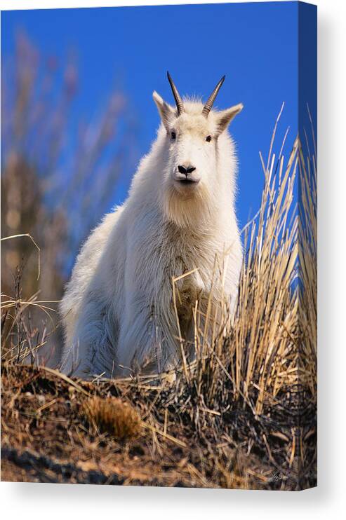 Mountain Goat Canvas Print featuring the photograph Hey Good Looking by Greg Norrell