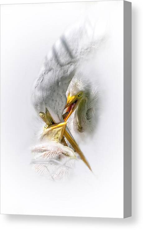Great White Heron Canvas Print featuring the photograph Home Delivery by Ghostwinds Photography