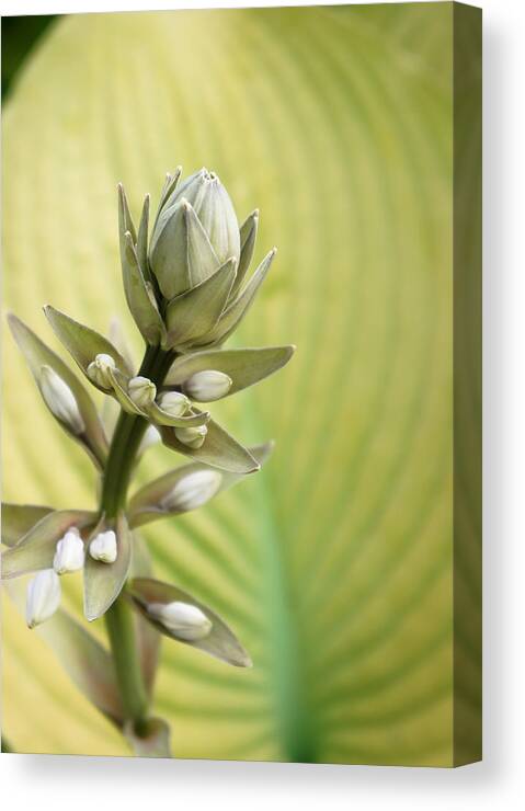  Canvas Print featuring the photograph Hosta Love by Lynn Wohlers